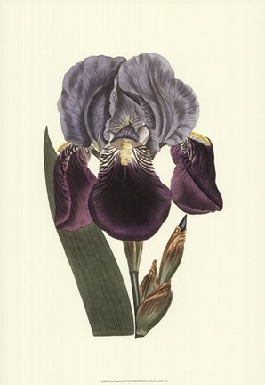 Framed Iris Varieties I Print