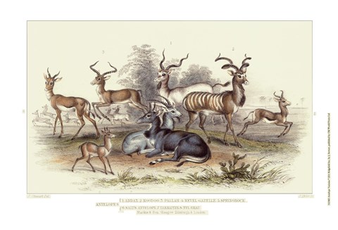 Framed Antelope Varieties Print