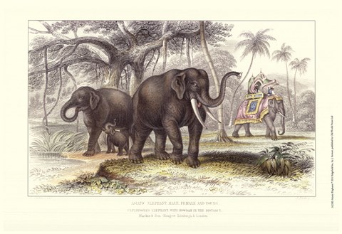 Framed Asiatic Elephants Print