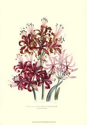 Framed Lily garden III Print