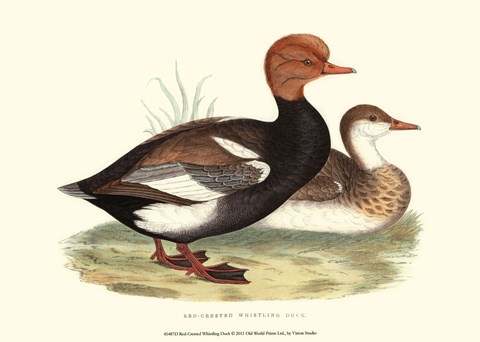 Framed Red-Crested Whistling Duck Print