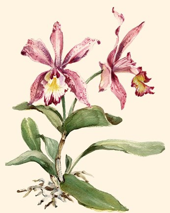 Framed Pink Cattleya Orchid Print