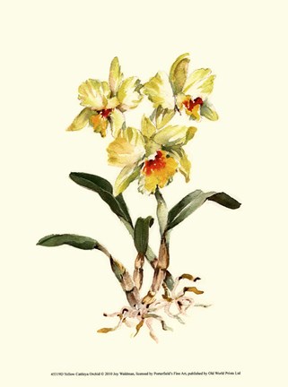 Framed Yellow Cattleya Orchid Print