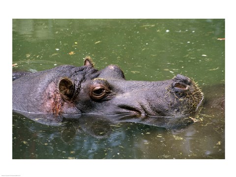 Framed High angle view of a hippopotamus in the water Print