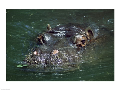 Framed Hippopotamus in the Water Print