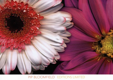 Framed White Gerbera &amp; Pink Dahlia Print