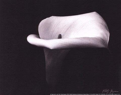 Framed Calla Lilly III - mini Print