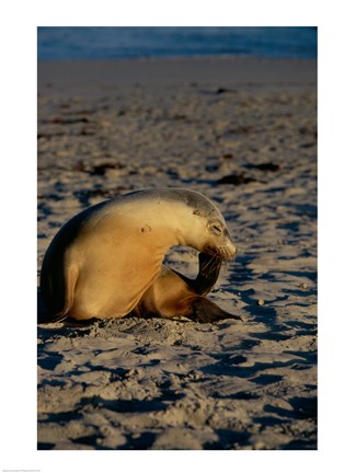 Framed Australian Sea Lion Print