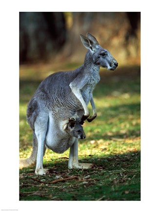 Framed Red Kangaroos Australia Print