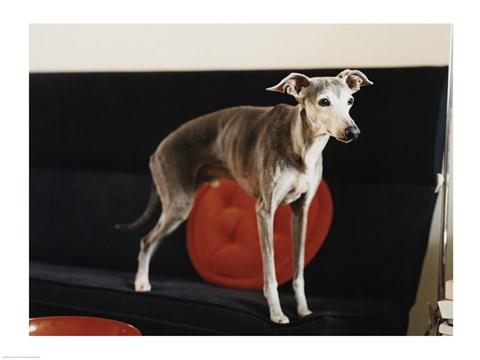 Framed Italian Greyhound standing on a sofa Print