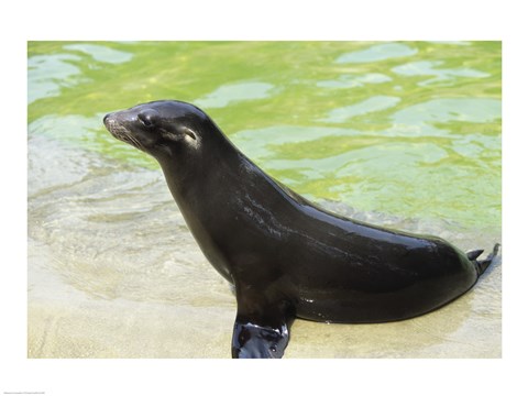 Framed Seal - black Print