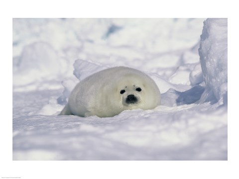 Framed Harp Seal on His Belly Print