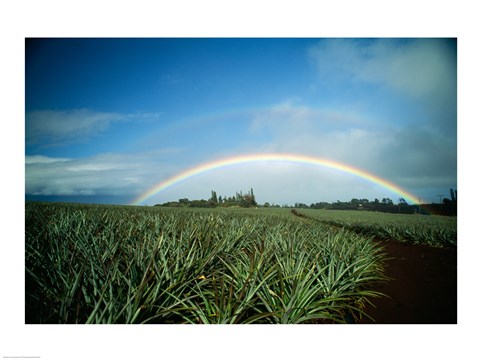 Framed Makawao, Rainbow over farm, USA, Hawaii Print