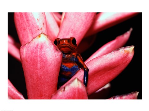 Framed Close-up of a Strawberry Poison Dart frog Print