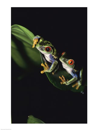 Framed Red-Eyed Tree Frogs Print