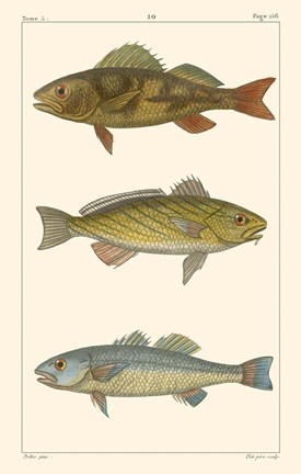 Framed Freshwater Fish I Print