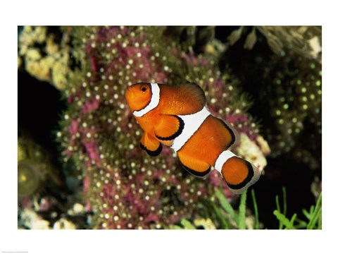 Framed Percula Clownfish Print