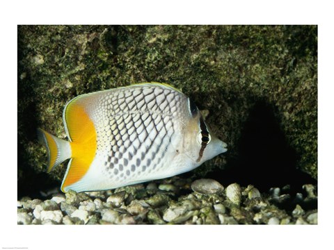 Framed Pearlscale Butterflyfish Print