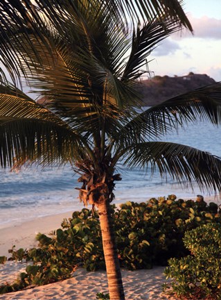 Framed Sunset palms I Print