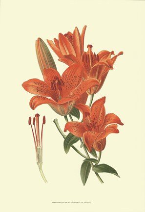 Framed Striking Lilies II Print