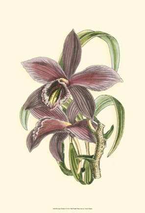 Framed Lilac Orchid I Print