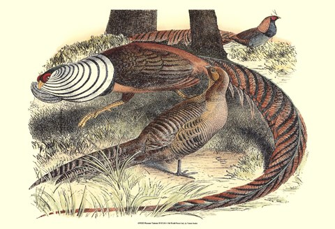 Framed Pheasant Varieties III Print