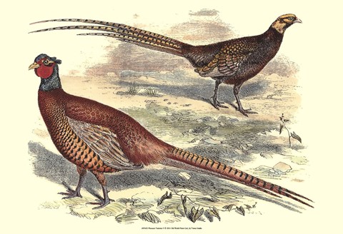 Framed Pheasant Varieties V Print