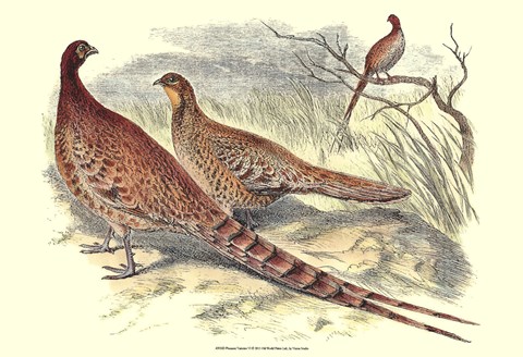 Framed Pheasant Varieties VI Print