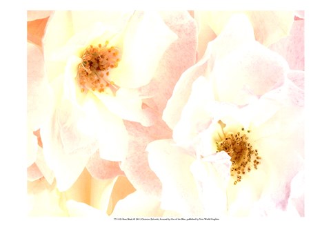 Framed Rose Blush Print