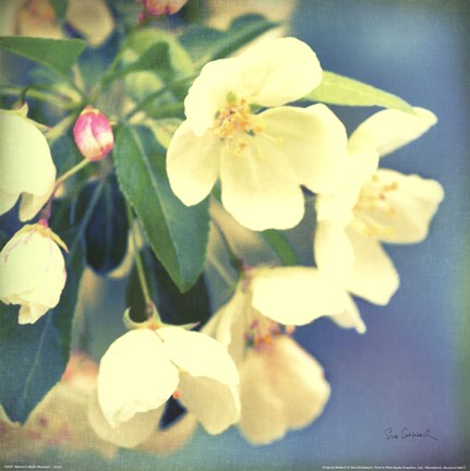 Framed Natures Apple Blossom Print