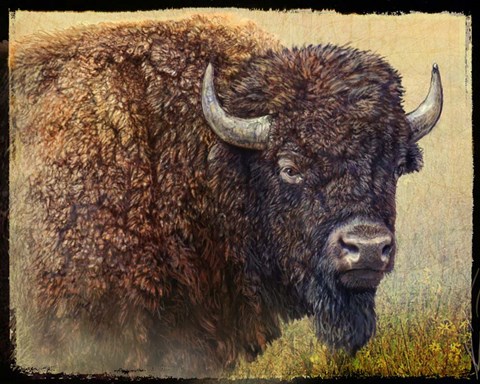 Framed Bison Portrait I Print