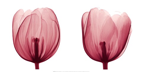 Framed Tulips [Positive] Print