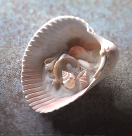 Framed Shells in Shell Print