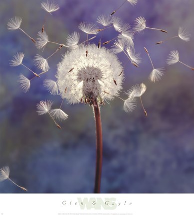 Framed Dandelion Print