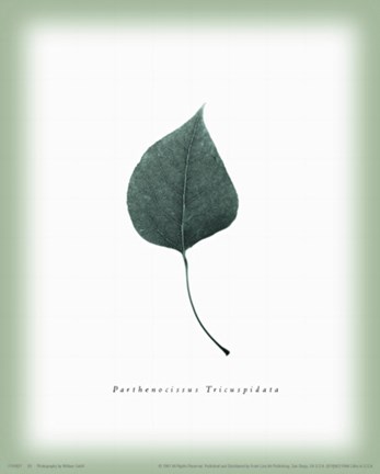 Framed Leaf XV Print
