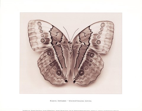 Framed Stichopthalma Louisa Print