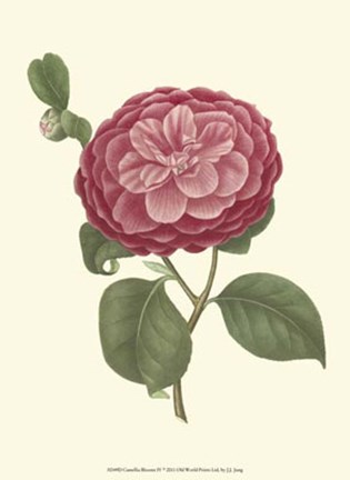 Framed Camellia Blooms IV Print