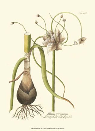 Framed Allium, Pl. 261 Print
