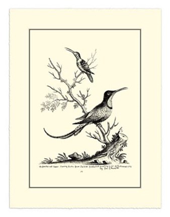 Framed B&amp;W Grt. &amp; Less. Hummingbird (1742) Print