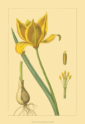 Framed Tulipe Sauvage Print