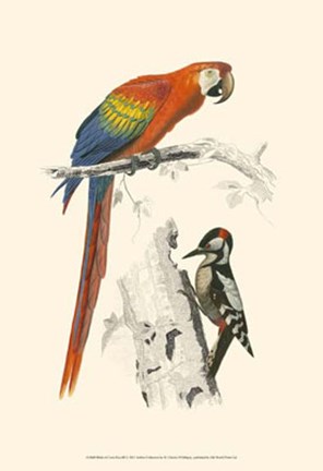 Framed Birds of Costa Rica III Print