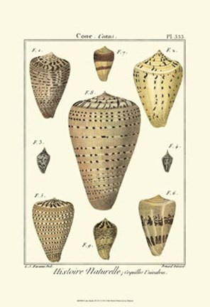 Framed Cone Shells, Pl. 333 Print