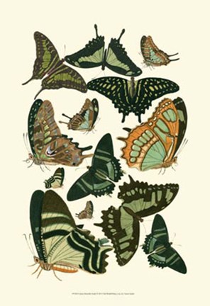 Framed Green Butterfly Study Print