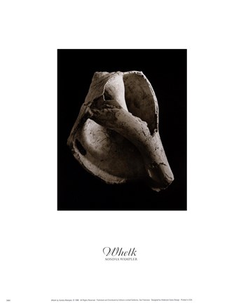 Framed Whelk (small) Print