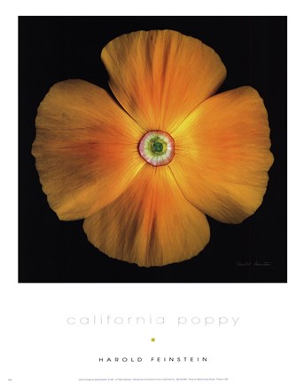 Framed California Poppy Print