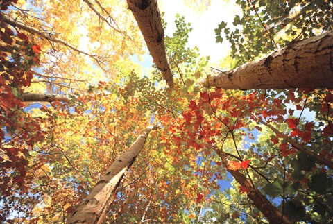 Framed Forest Canopy Print