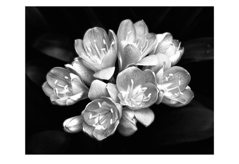 Framed Camellia Bloom Print