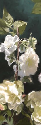 Framed White Roses IV Print