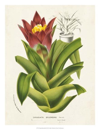 Framed Tropical Bromeliad II Print