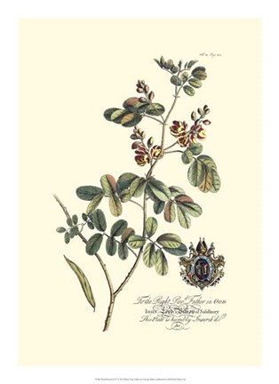 Framed Royal Botanical IV Print